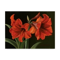 Képzőművészet „amaryllis vörös virágok” vászon művészete, Christopher Pierce