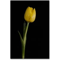 Védjegy Képzőművészet 'Yellow Tulip Black Backglay 5' vászon művészet: Pipa Képzőművészet