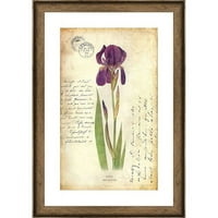 Iris Botanica I 18.875 26.875 Wall Art