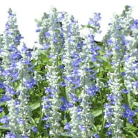 Jobb Homes & Gardens 2.5qt Blue White Salvia Mix