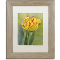 Védjegy Szépművészet 'Rembrandt Tulip' Cora Niele vászonművészete, White Matte, Birch Frame