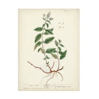 Ismeretlen „antik gyógynövények vii” vászon művészet