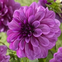 Van zyverden dahlias kék fiú izzók készlete kék részleges nap könnyen termeszthető lb