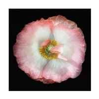 Lotte Gronkjar 'Homegrown Poppy' Canvas Art