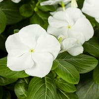 Szakértői kertész 2.5qt White Vinca éves élő növények termelői edényekkel