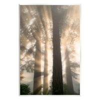 A Stupell Industries napsugár fákon keresztül fényképezhetetlen művészeti nyomtatási fal művészet, Mindy Sommers tervezése