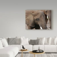 Védjegy képzőművészet 'elefántok 2' vászon művészet készítette Galloimages Online