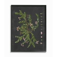 Stupell Industries Botanikus rajz virág rózsaszín a fekete formatervezésű keretes fali művészet betűkkel és bélelt módon