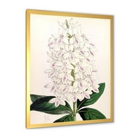 Designart 'ősi fehér orchidea iii' hagyományos keretes művészet