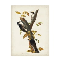 John James Audubon 'Három lábujusos harkály' vászon művészet
