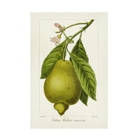 Pancrace Bessa 'Antik Citrus Fruit III' Canvas Art