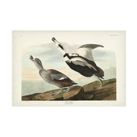 John James Audubon 'Pied Working Duck' vászon művészet