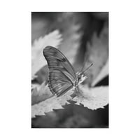 Védjegy Képzőművészet „Still Butterfly” vászon művészete: Chris Moyer