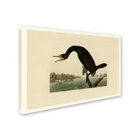 Védjegy Képzőművészet 'Florida Cormorant Plate 252' Canvas Art készítette: Audubon