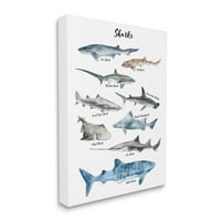 Stupell Industries tengeri cápa diagram akvarell tengeri állatok vászonfal művészete Ziwei Li