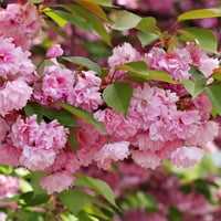 Van Zyverden díszes fa cseresznye kwanzan növény gyökér állomány rózsaszín részleges nap díszítő dekoratív lb
