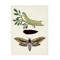Ismeretlen 'Caterpillar és Moth I' Canvas Art