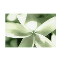 Eva Bane 'vázlatos frangipani virág 01' vászon művészet