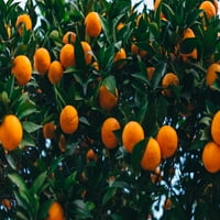 Narancssárga gyümölcsfa- gal. Pot-hawaii élő növény