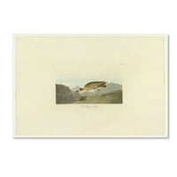 Védjegy Szépművészet 'Rocky Mountain Ploverplate 350' Canvas Art készítette: Audubon