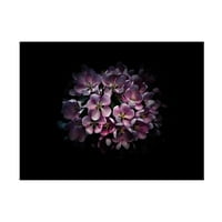 Brian Carson 'Backyard Flowers színes változat' vászon művészet