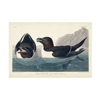 John James Audubon 'borotva számlázott auk' vászon művészet