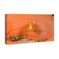 Wynwood Studio Hautical and Coastal Wall Art vászon nyomatok „Peach anemonefish bezárása David Fleetham - Marine Life - Narancs,