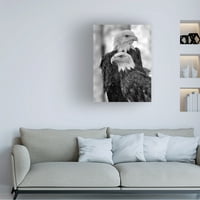 Gordon Semmens 'Bald Eagle 03' Canvas Art