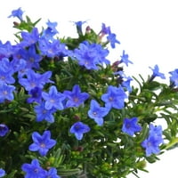 Szakértő kertész 6 Kék Lithodora élő növények termelő edényekkel