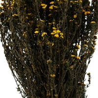 Vickerman 12-22 Aspen Arany Phylica Köteg. Tartalmaz 10oz, tartósított