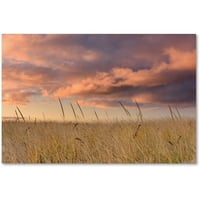 Védjegy Szépművészet Beach Grass Sunrise vászon művészet, Michael Blanchette Photography