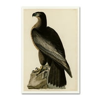 Védjegy Képzőművészet 'Bird of Washingtonplate 11' vászon művészete: Audubon
