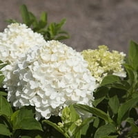 Fehér esküvői paniculata hortenzia virágzó lombhullató cserje fehér virágzással - teljes napsütéses árnyékos szabadtéri növény