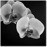 Védjegy Szépművészet Orchidák vászon művészete, Michael Harrison