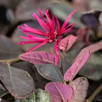 Crimson Fire törpe loropetalum Virágzó örökzöld cserje lila lombozattal - Full Sun élő kültéri növény