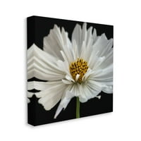 Stupell Industries ragyogó fehér daisy finom virágos részletek tervezése, Dianne Poinski, 30 30