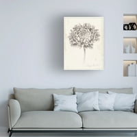 Grace Popp 'Graphite Chrysanthemum Study II' Canvas Art