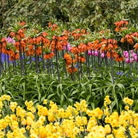 Van zyverden fritillaria rubra izzók halmaza narancssárga rész nap