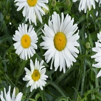 Szakértő kertész kültéri élő növényi növény leucanthemum Shasta Daisy Lucille White 2,5qt, Full Sun