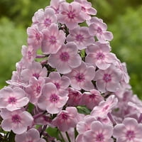Van zyverden magas phlo szivárványos dancer növényi gyökerek rózsaszín részleges napsütő lb