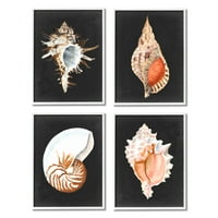Stupell Industries Sea Shell Clam Conch Collection Realistic Illustration, 20, Design, Michael Willett