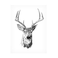Emma Scarvey 'Young Buck Sketch III' vászon művészet