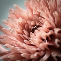 27.5 H Sullivans virágzó rózsaszín dahlia szár, rózsaszín