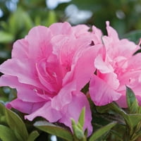 Encore Azalea őszi szegfű - Forró rózsaszín dupla virágzás - Gal