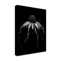 Védjegy Szépművészet 'Echinacea fekete -fehér' vászon művészete: Lori Hutchison