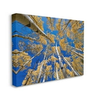 Fenyegető erdei lombozat fák tájkép fotógaléria csomagolt vászon nyomtatott fal művészet