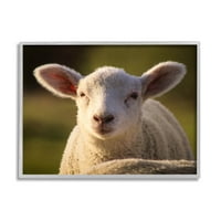 A Stupell Industries Gazding Farm Sheep Fotó Fénykép Szürke keretes művészeti nyomtatási fal művészet, Design by Daphne Polselli
