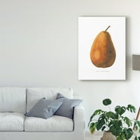 Védjegy Szépművészet 'Pierpont on White' Canvas Art by Wild Apple Portfolio