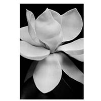 Remekmű művészeti galéria Magnolia I White, Michael Harrison Canvas Art Print