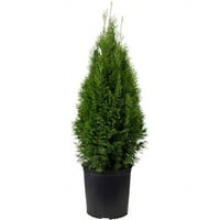 Élő karácsonyfa smaragd zöld Arborvitae Evergreen növény dekoratív zsákvászon csomagolással